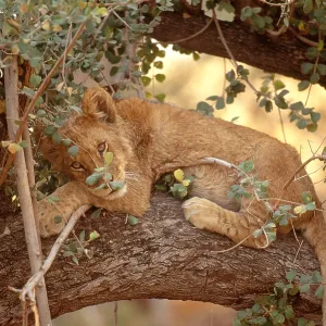 Lion resting in tree