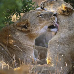 Lioness