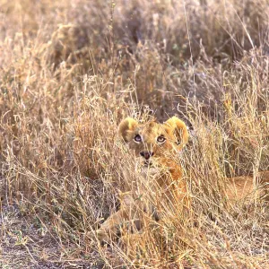 Lioness