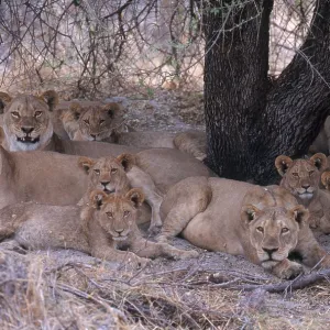 Lionesses and Cubs