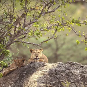 Two lions