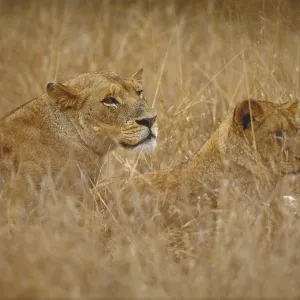 Two lions