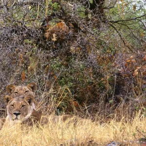 Two lions