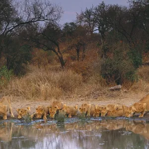 Lions drinking