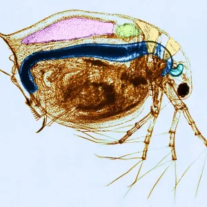 Les Daphnies vivantes, micrographie en lumière.