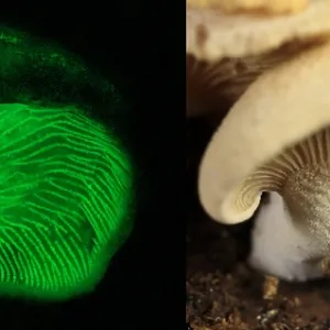 Luminescent Mushroom, Panellus stipticus