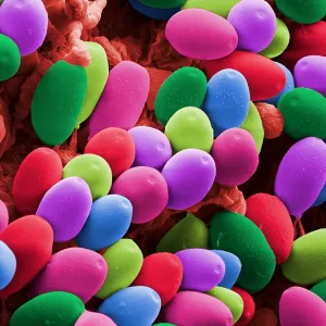 Magic Mushroom Spores, under a microscope (SEM)
