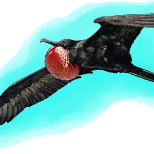 Magnificent Frigatebird, Illustration