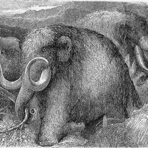 : Prehistoric