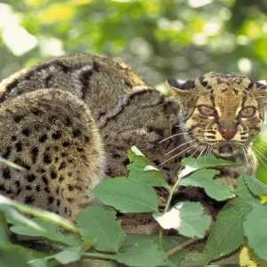 Marbled cat