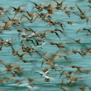 Marbled Godwits and Willets