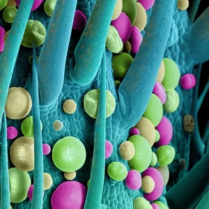 Marijuana Female Flower, scanning electron micrograph