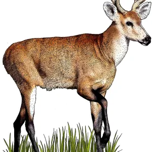 Marsh Deer Marsh Deer