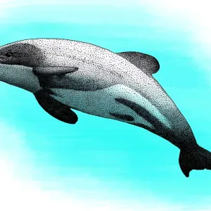 Mauis Dolphin