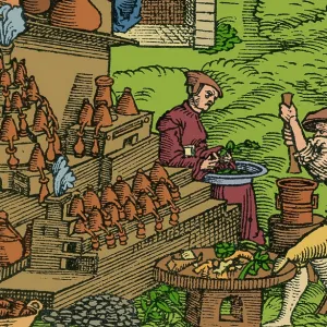 Medical Herb Cultivation, 16th Century Medical Herb Cultivation, 16th Century