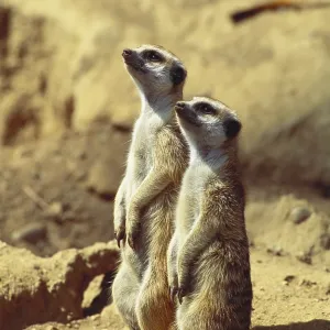 Two Meerkats