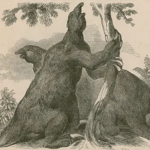 Megatherium, Cenozoic Mammal