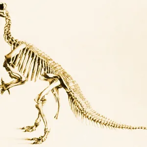Iguanodon, dinosaure du Mésozoïque.