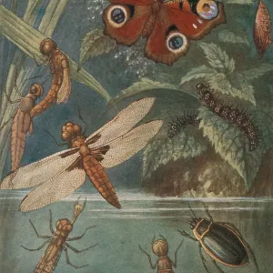Metamorphoses, Life Cycle of Insects