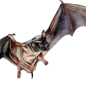 Mexican Free-tailed Bat, Illustration