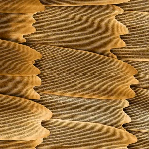 Monarch Butterfly Scales, under a microscope (SEM)