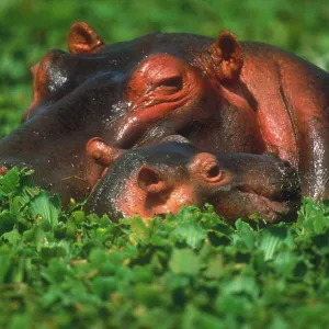 Mother hippo and calf
