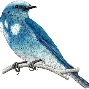 Mountain Bluebird