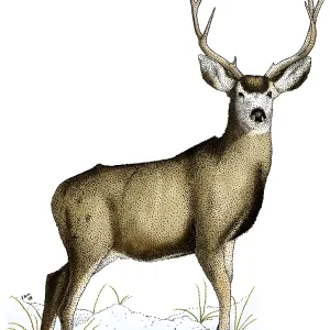 Mule Deer Mule Deer