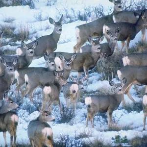 Mule deer Mule deer