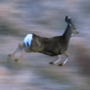 Mule deer running Mule deer running