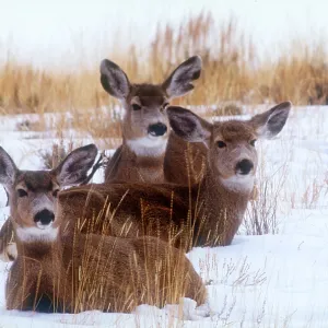 Mule deer in snow Mule deer in snow