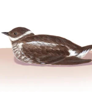 Murrelet