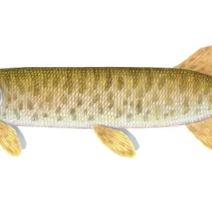 Muskie, muskellunge, lunge, musky or ski fish