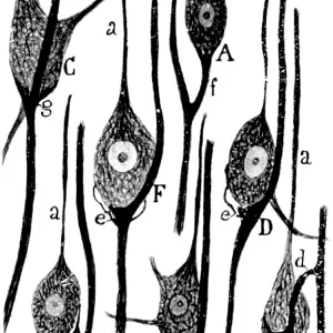 Neural Connections Illustration, Ramon y Cajal Neural Connections Illustration, Ramon y Cajal