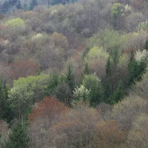 North Carolina forest