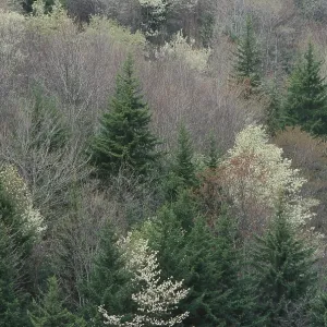 North Carolina Forest Print featuring Pines and Flowering Dogwood North Carolina Forest Print featuring Pines and Flowering Dogwood