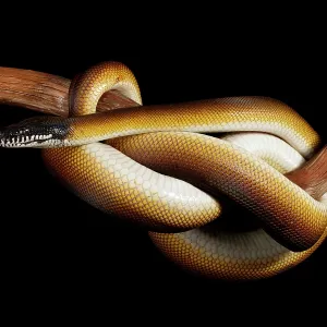 Northern White-lipped Python on Branch