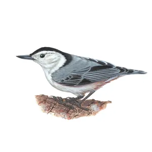 Nuthatch