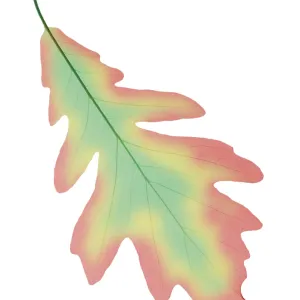 Oak Leaf, X-Ray