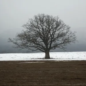 Oak tree in a field in winter