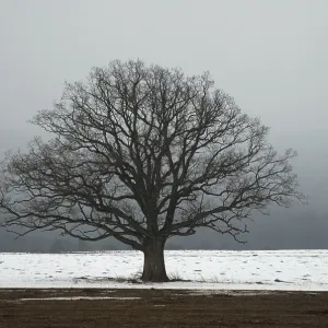 Oak tree in a field in winter