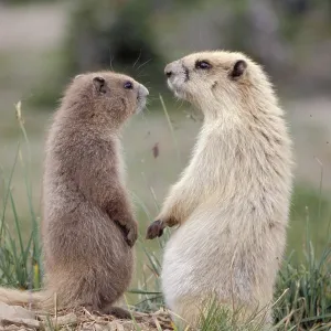 Olympic Marmots Olympic Marmots