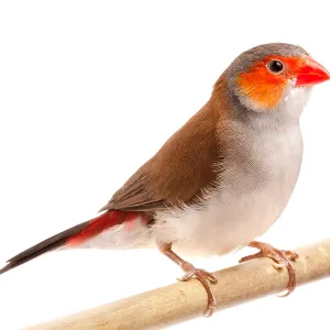 Orange-cheeked waxbill (Estrilda melpoda)