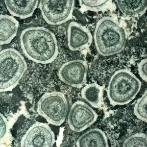 Orbicular Diorite