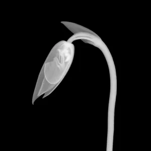 Orchid Flower Bud X-Ray Orchid Flower Bud X-Ray