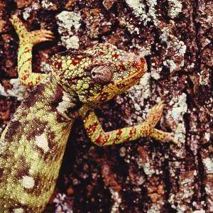 Oustalet's Chameleon Oustalet's Chameleon