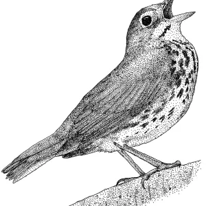 Ovenbird