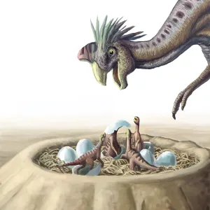 Oviraptor et Nid.