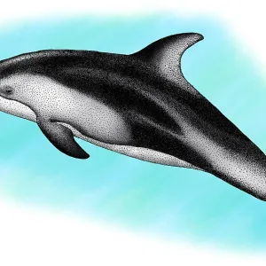 Pacific White-Sided Dolphin