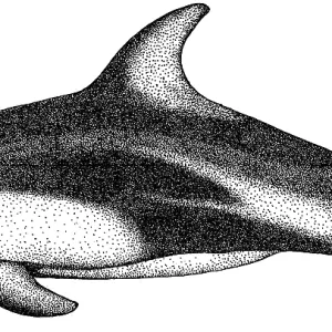 Pacific White Sided Dolphin